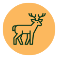 Wildlife icon