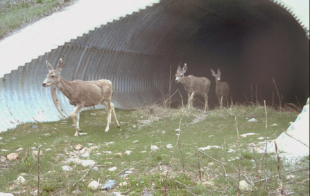 Mule deer crossing through underpass.